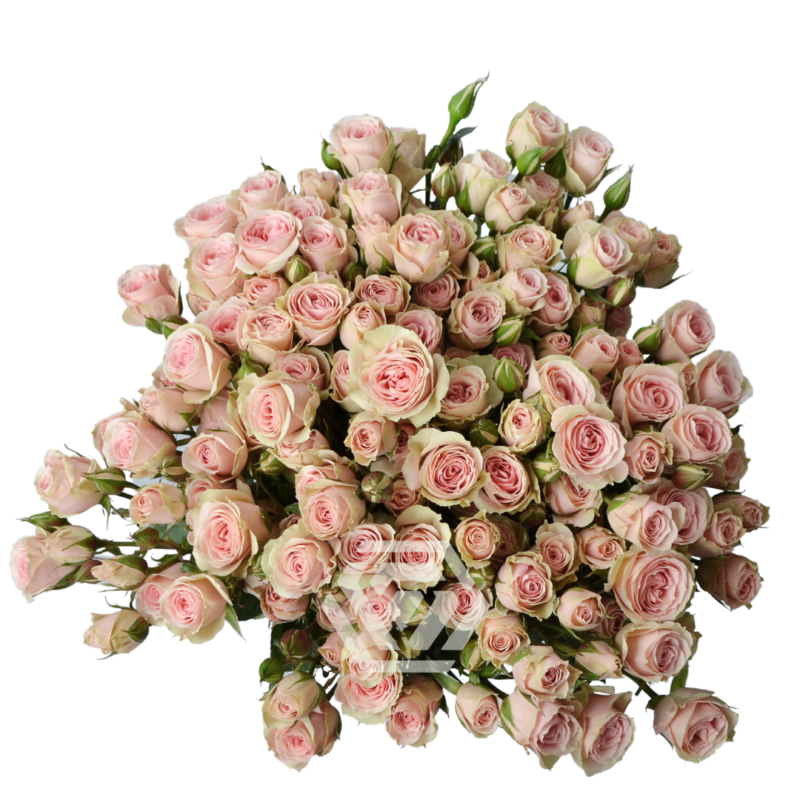 Brilliant Stars Vela