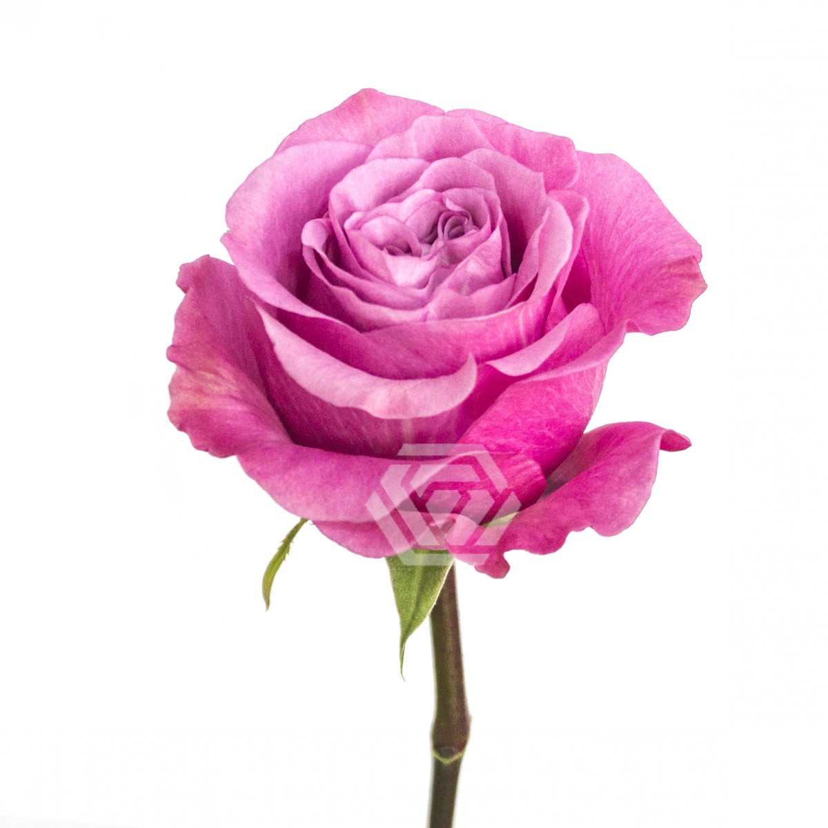 Queen's Crown - Tessa The Finest Flowers
