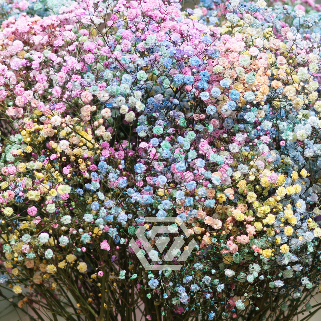 Gypsophila Xlence Tinted - Tessa The Finest Flowers