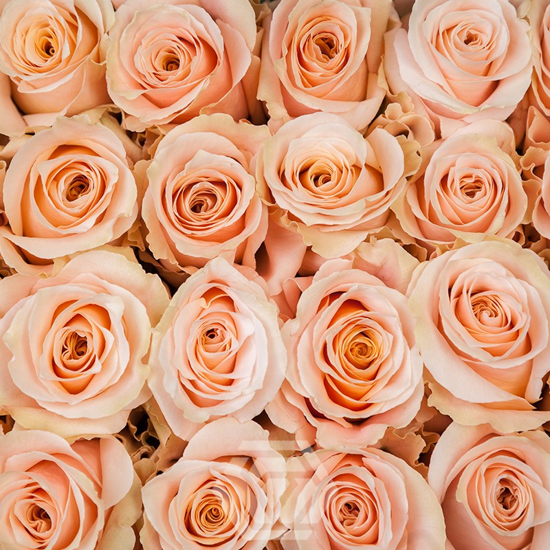 Shimmer - Tessa The Finest Flowers