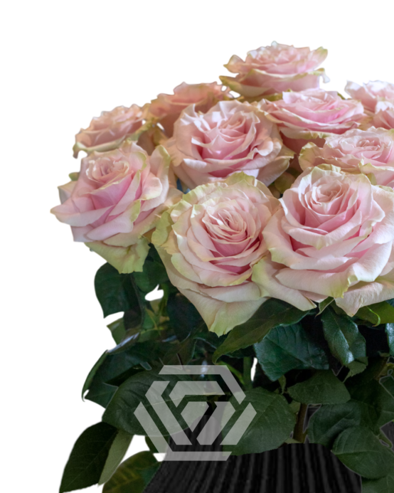 Pink Mondial - Tessa The Finest Flowers