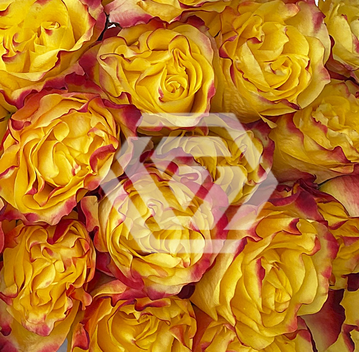 ROSEページ Dark X-pression Dutch Florist Shrub Rose – Highgarden Roses