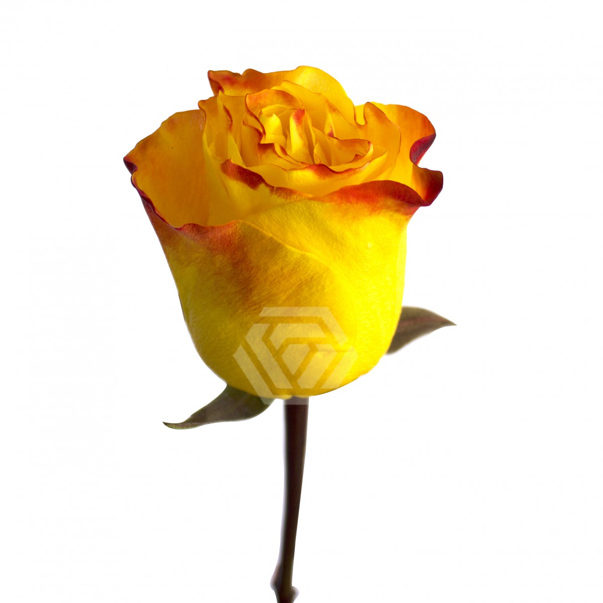 Sunset X-Pression - Tessa The Finest Flowers