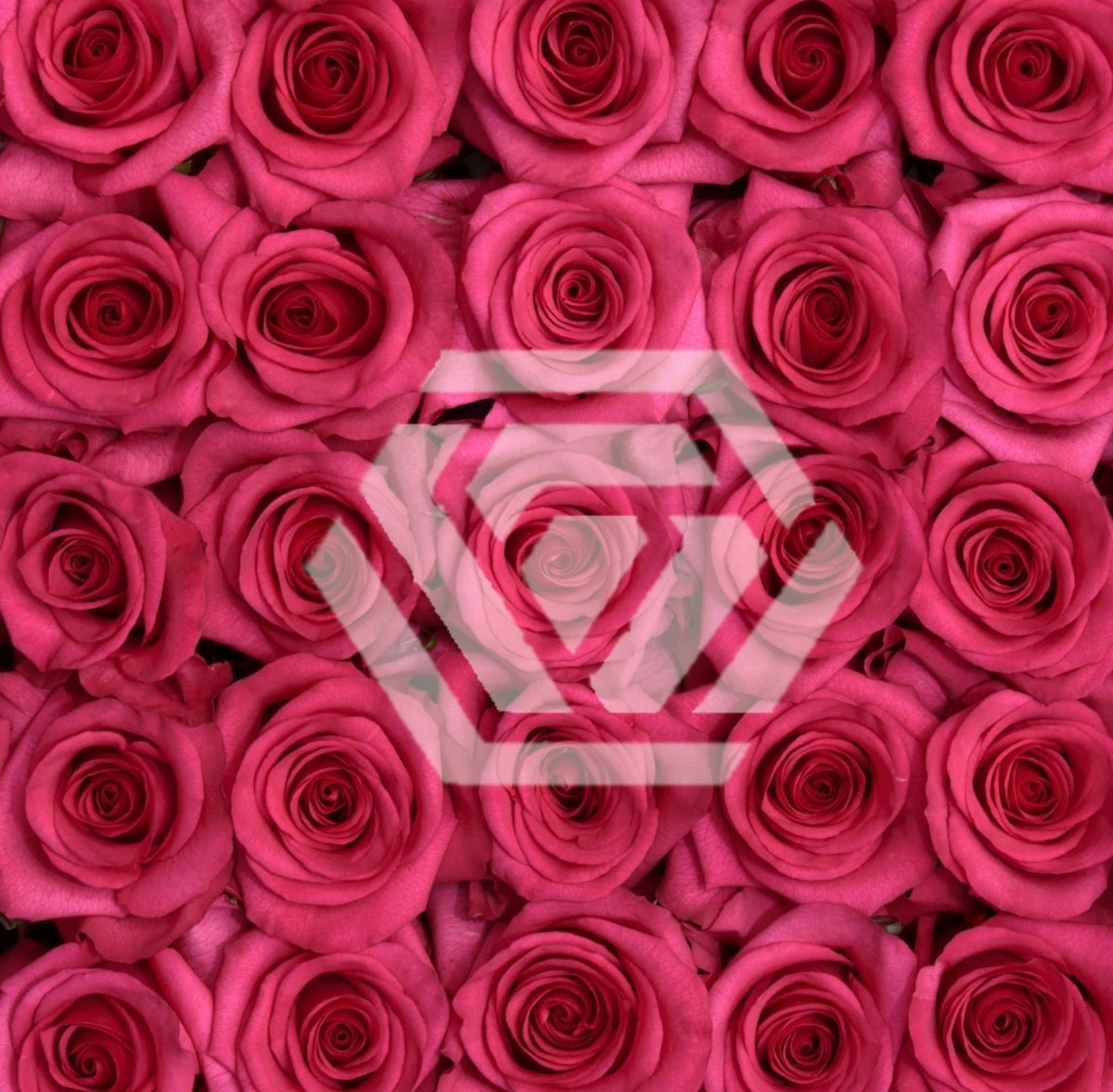 V.I. Pink - Tessa The Finest Flowers