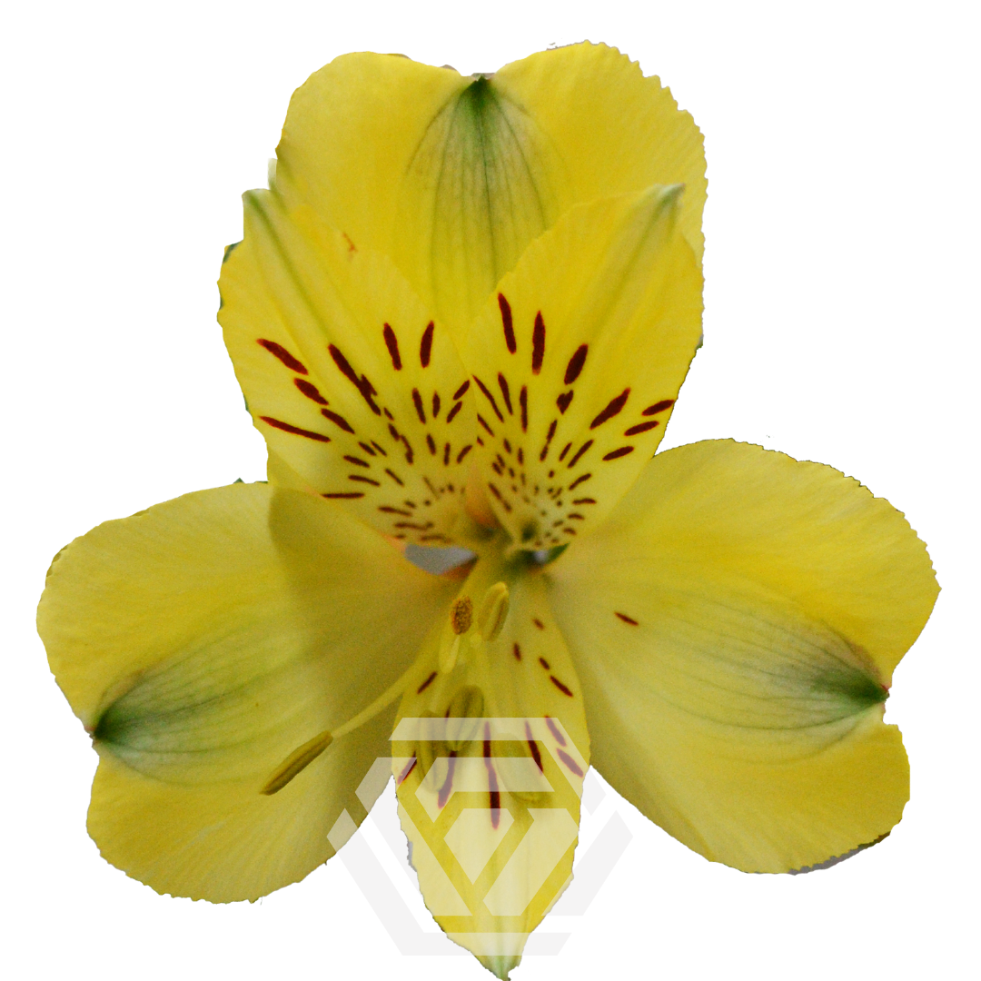 Voyager - Tessa The Finest Flowers