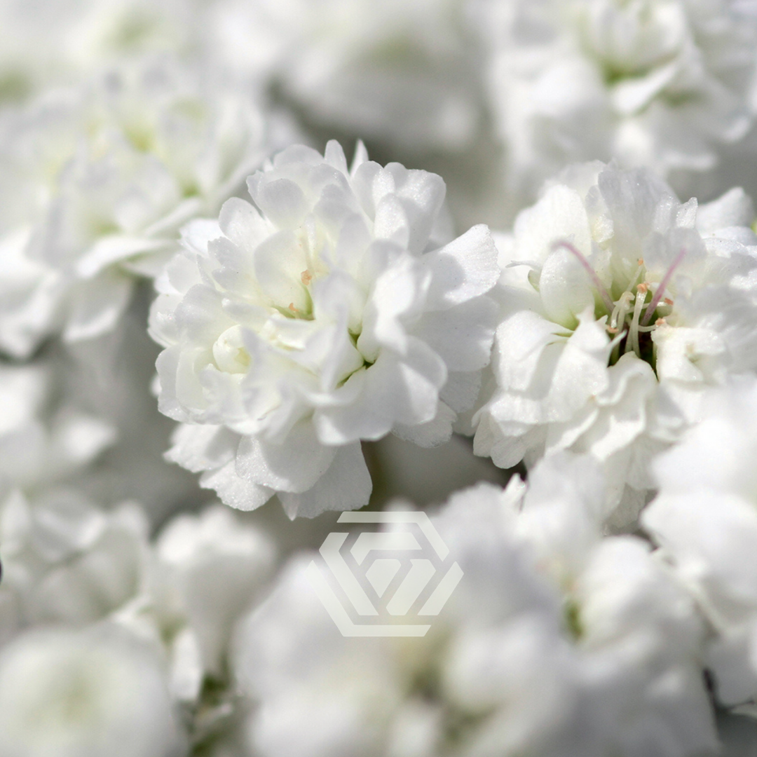 Gypsophila Xlence - Tessa The Finest Flowers