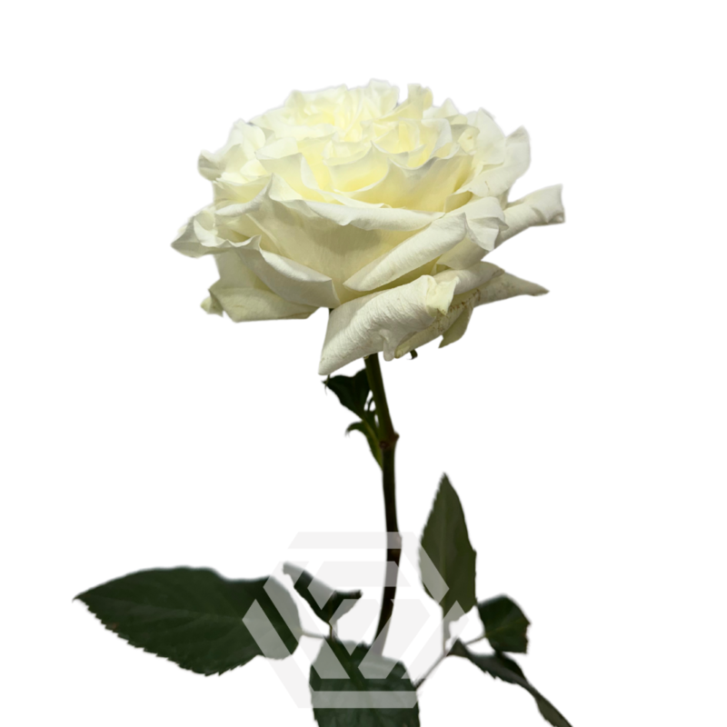 Pink X-Pression - Tessa The Finest Flowers