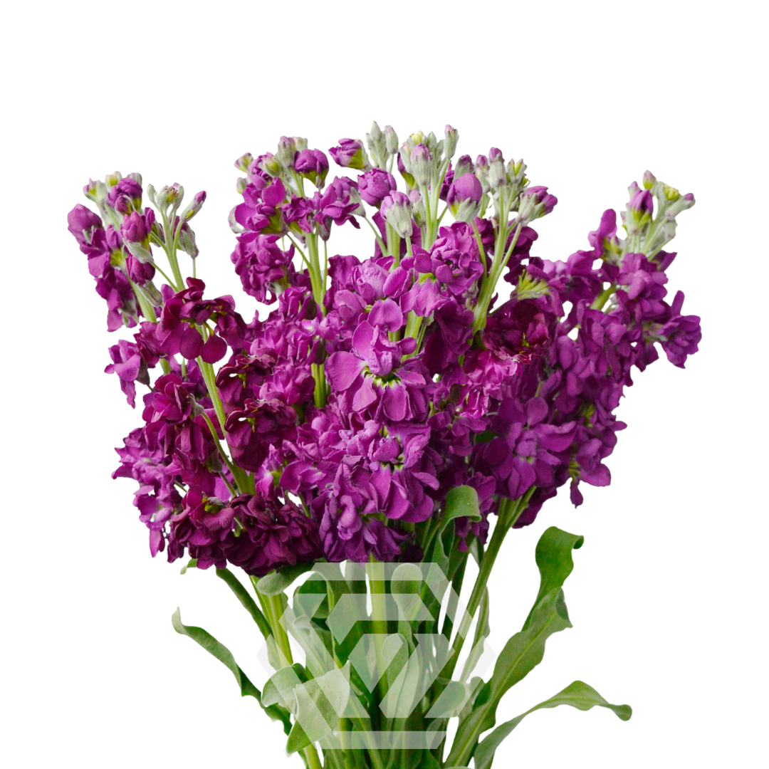 Matthiola Dark Purple - Tessa The Finest Flowers