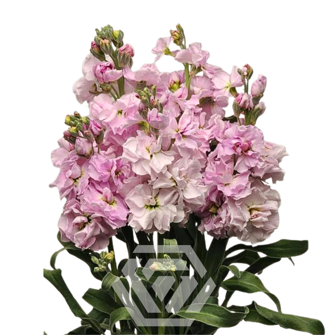 Matthiola Light Pink - Tessa The Finest Flowers