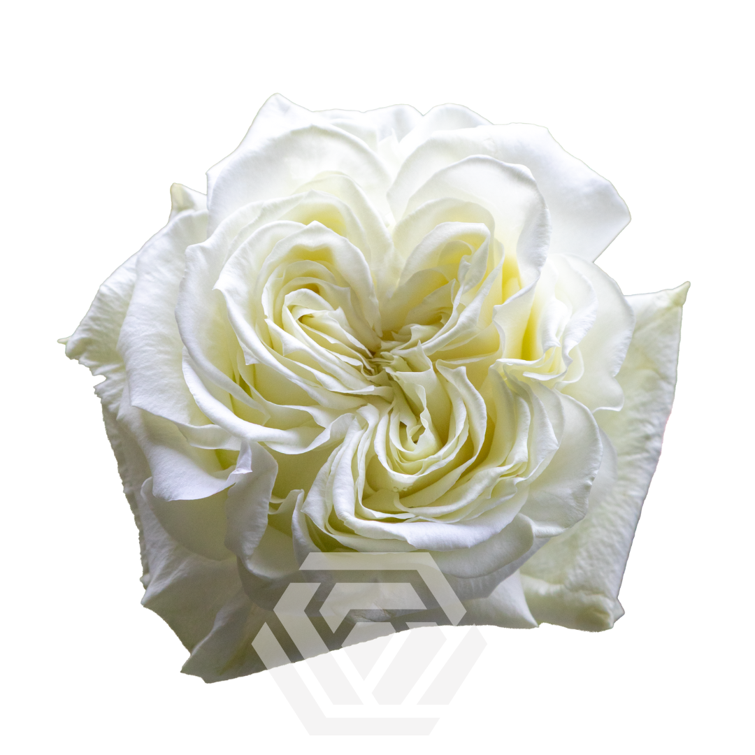 Angel X-Pression - Tessa The Finest Flowers