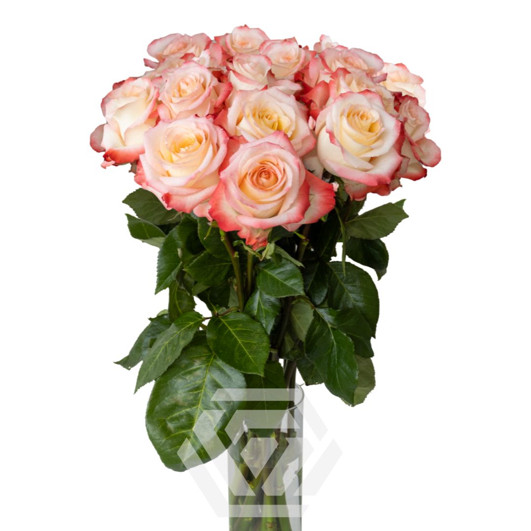 花瓶・フラワースタンド Rose Cabat 花瓶・フラワースタンド Rose Cabat 花瓶・フラワースタンド Rose