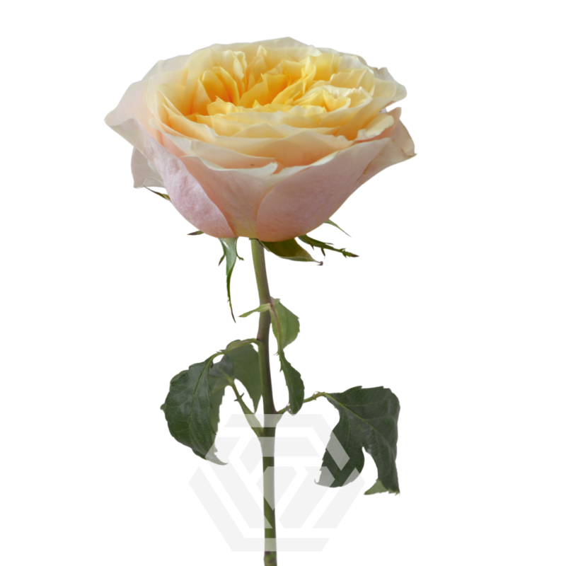 Pink X-Pression - Tessa The Finest Flowers