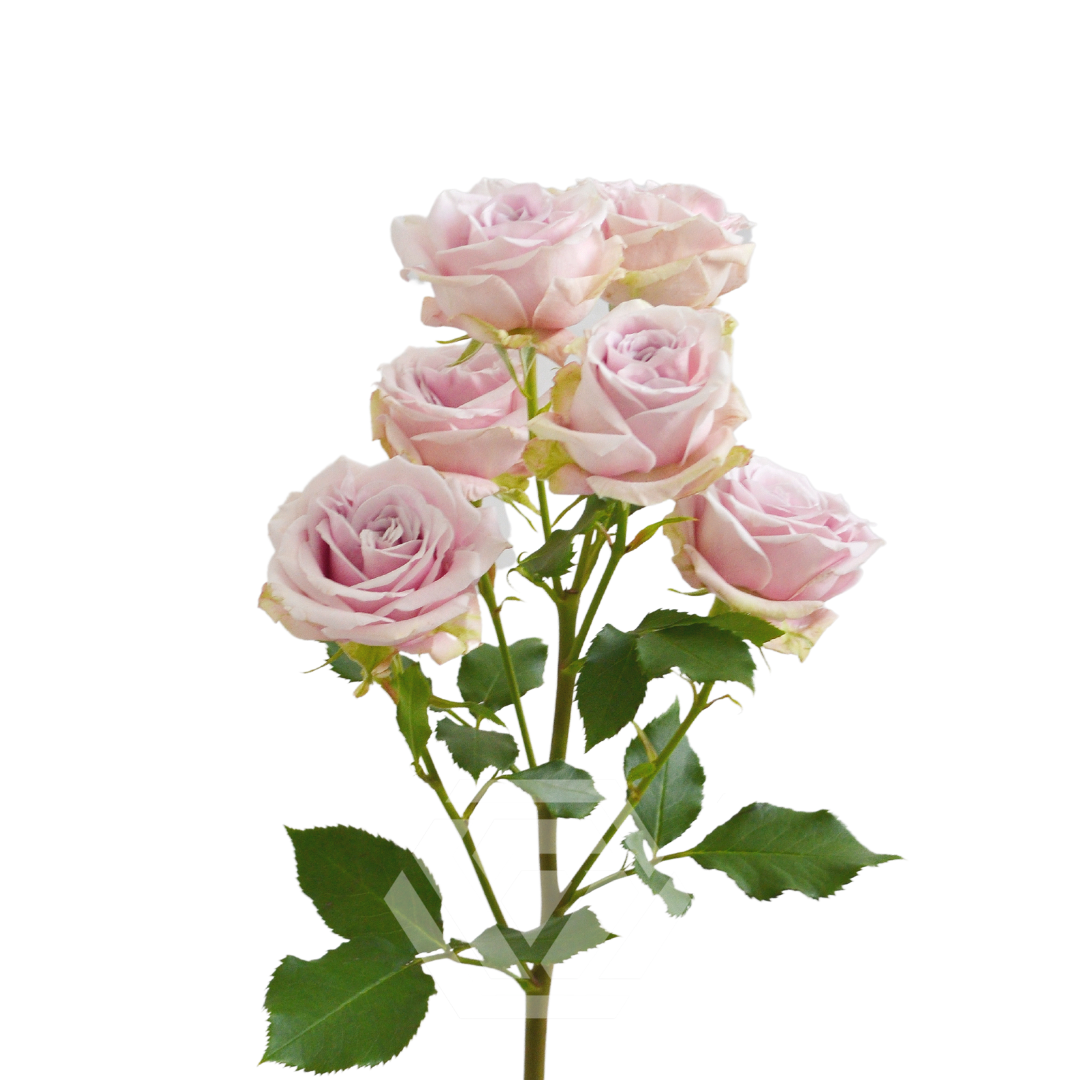 Portrait - Tessa The Finest Flowers