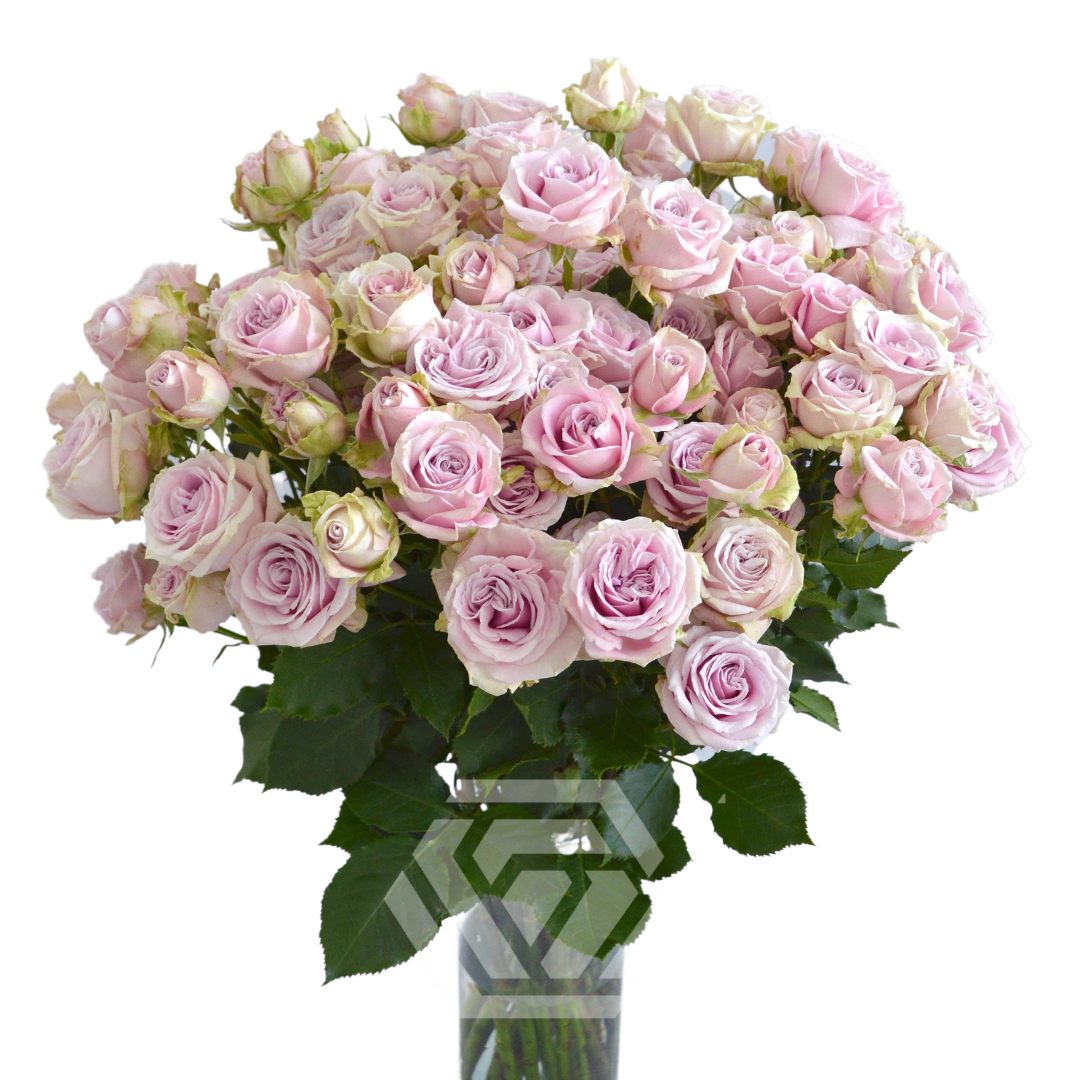 Portrait - Tessa The Finest Flowers