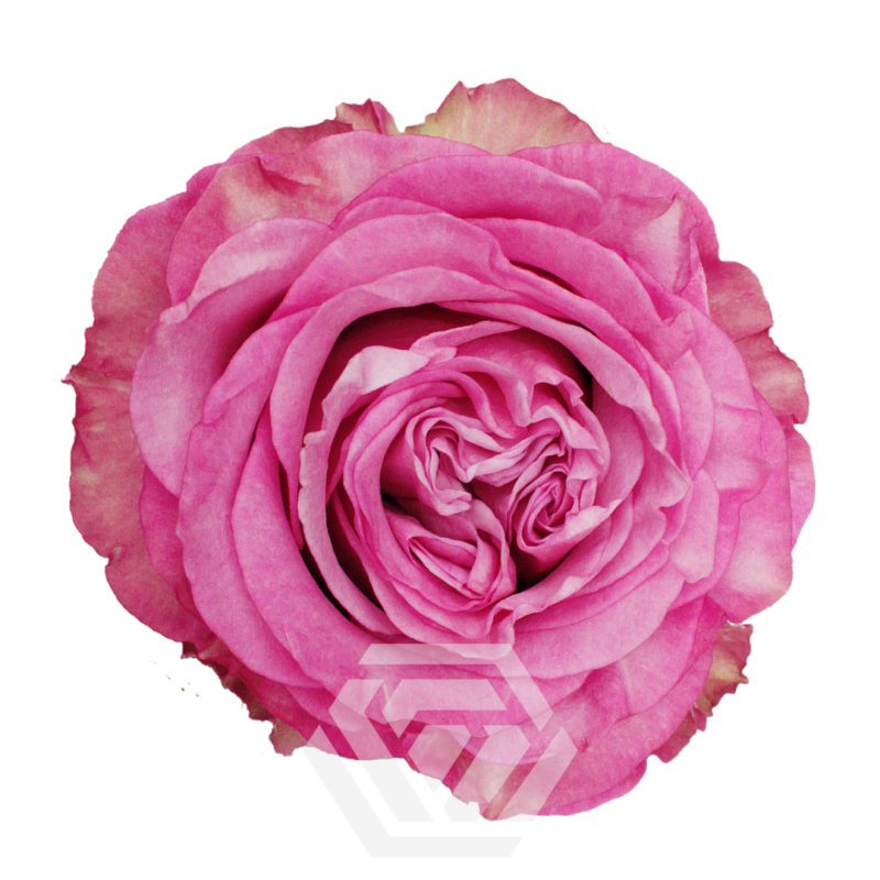 「Pink Rose」テンペラ画 Pink Rose」テンペラ画