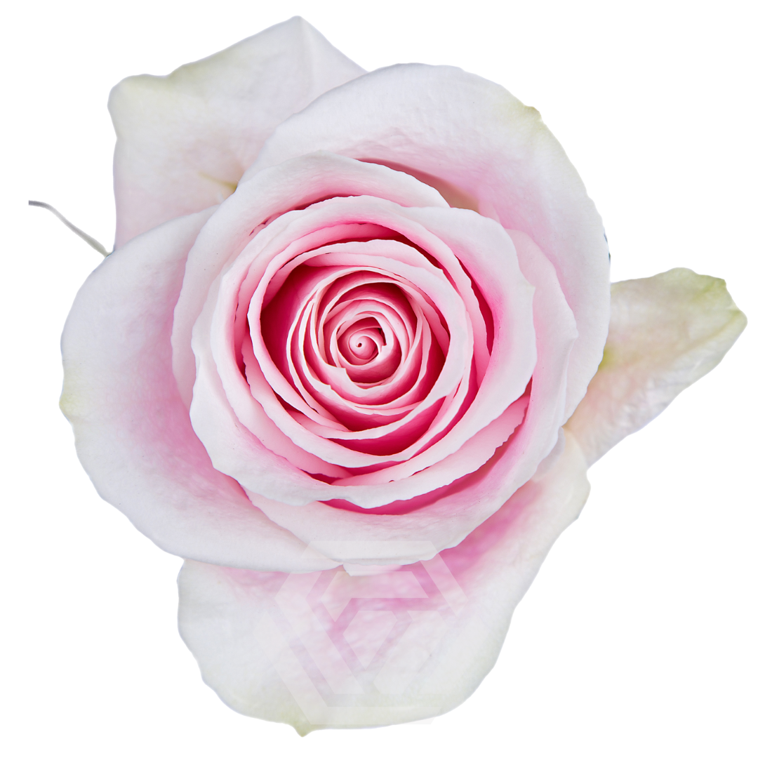 Rosita Vendela - Tessa The Finest Flowers
