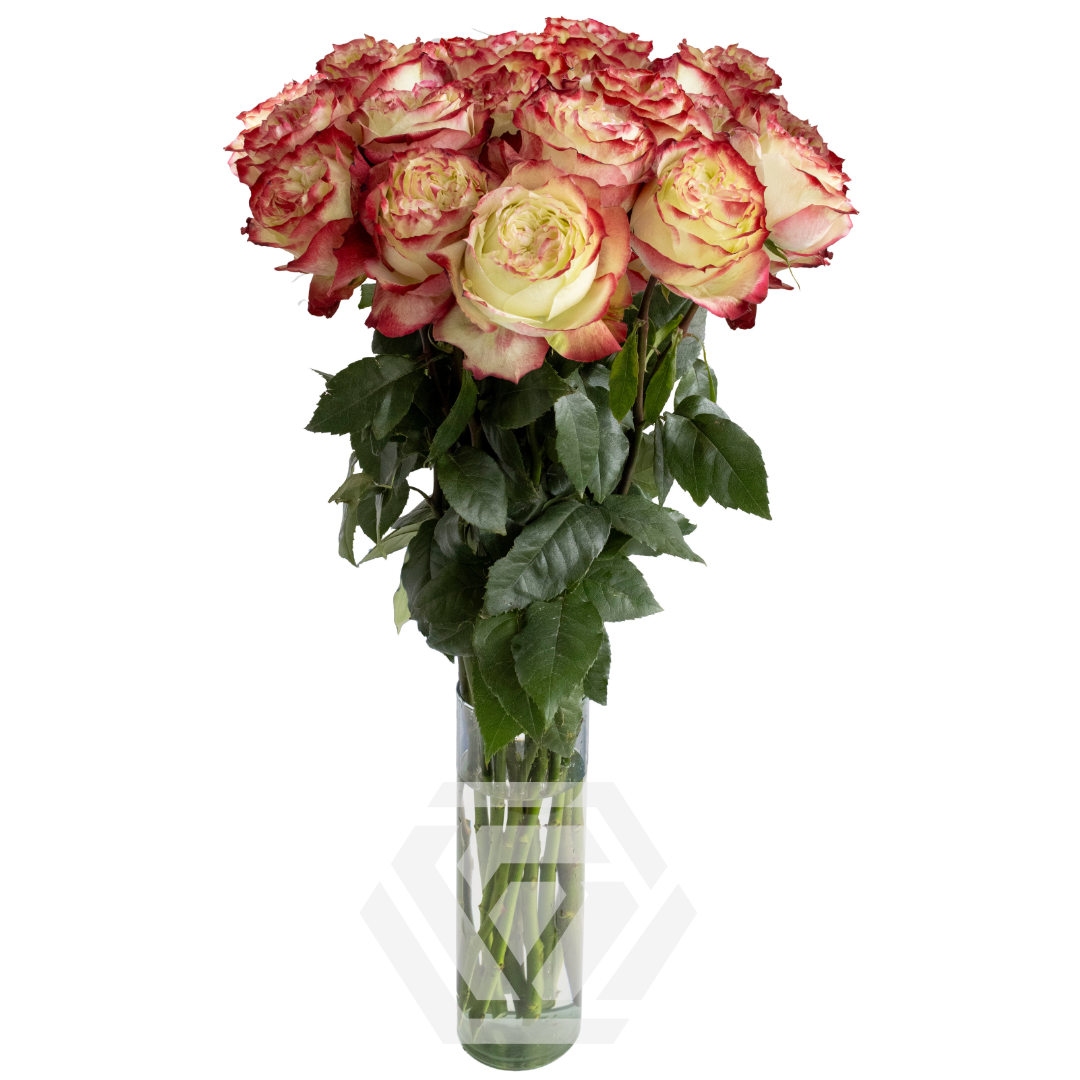 olive rose 様 Apple Jack - Tessa The Finest Flowers