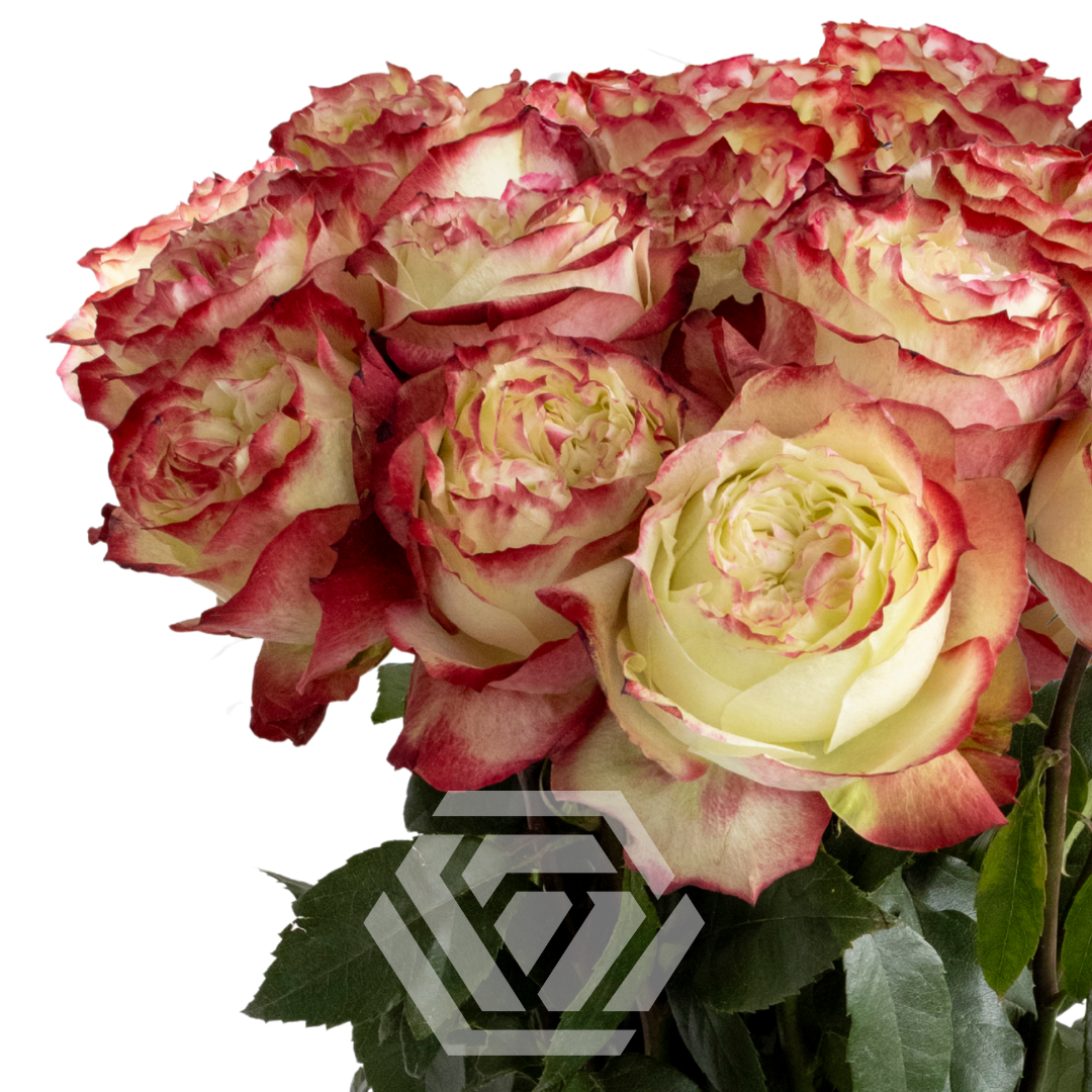 applecake様☆#4584#4585#4590#4600#4601 4 Apples and 10 Minutes for