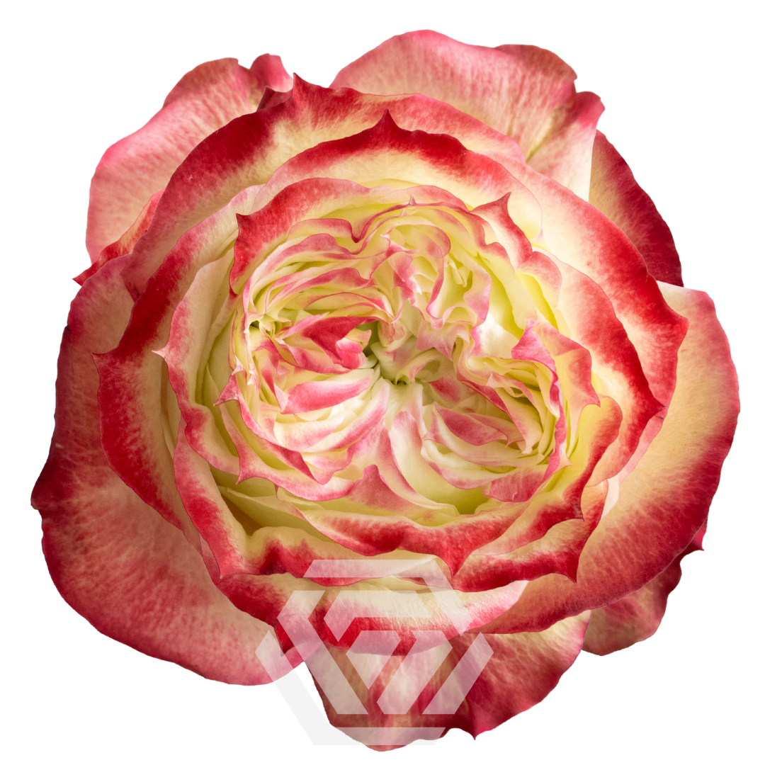 Apple Jack - Tessa The Finest Flowers