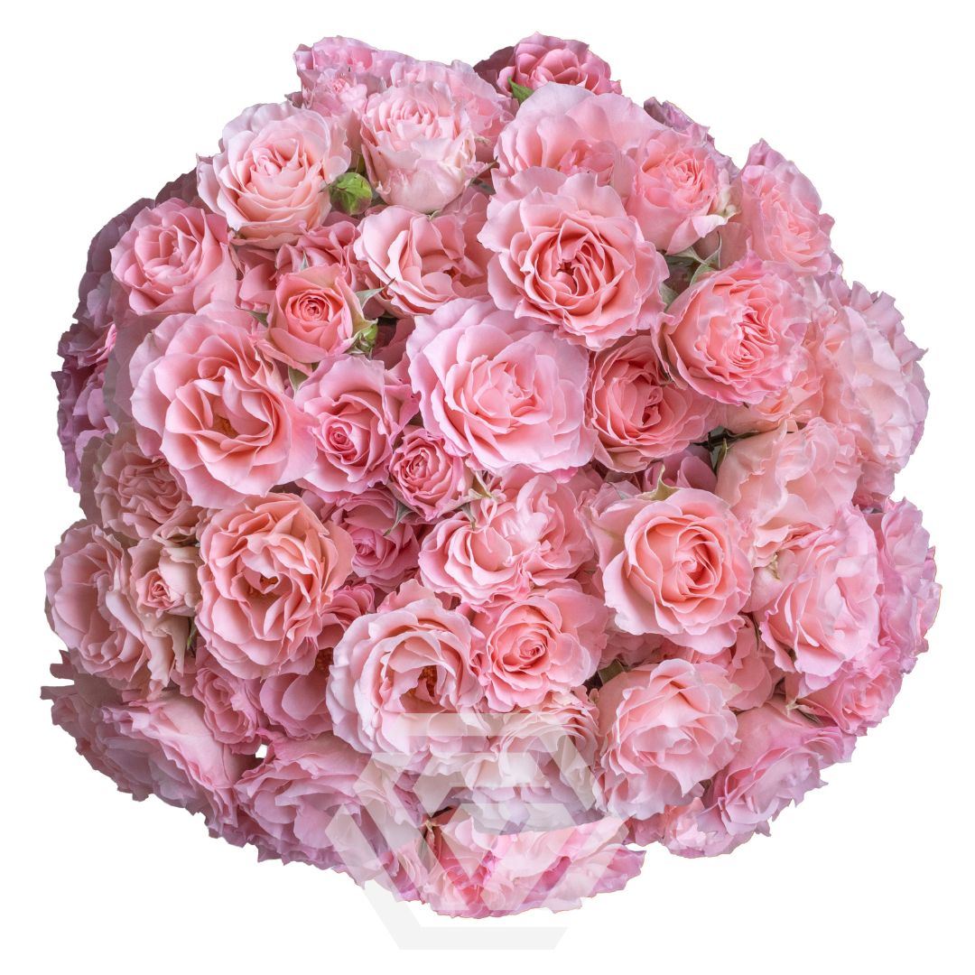 Constellation - Tessa The Finest Flowers