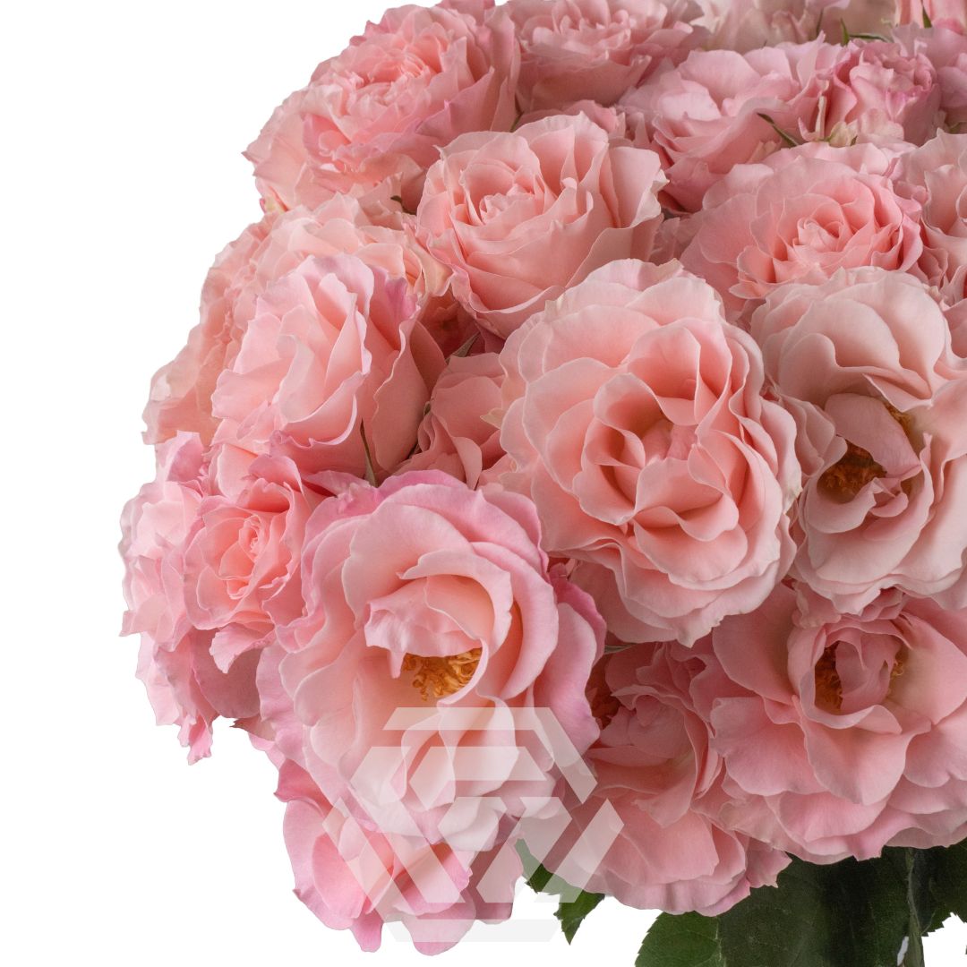 Constellation - Tessa The Finest Flowers