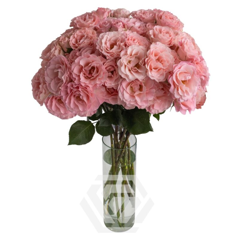 Constellation - Tessa The Finest Flowers