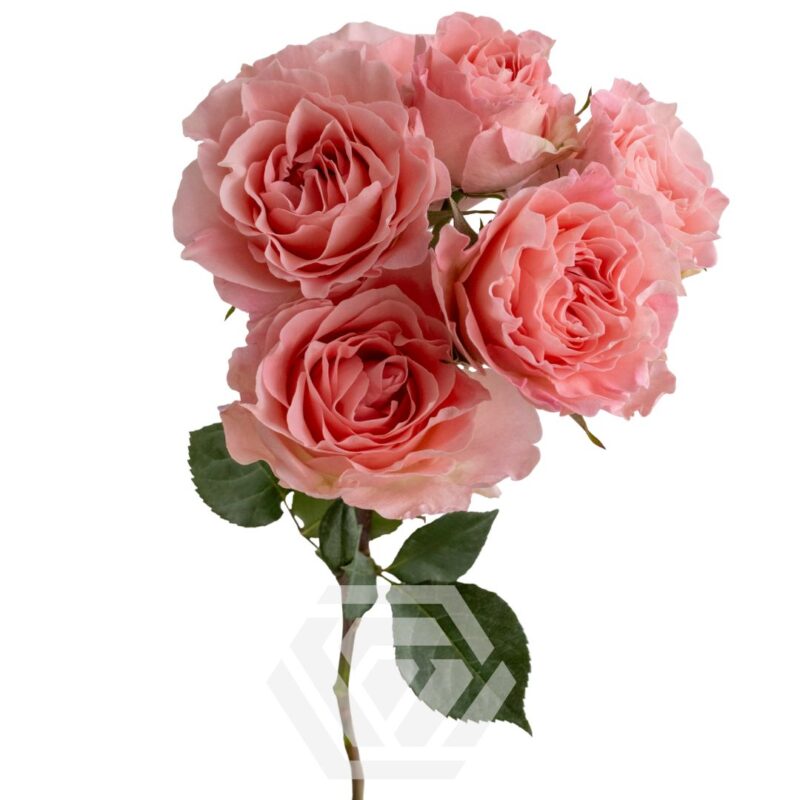 「Pink Rose」テンペラ画 Pink Rose」テンペラ画