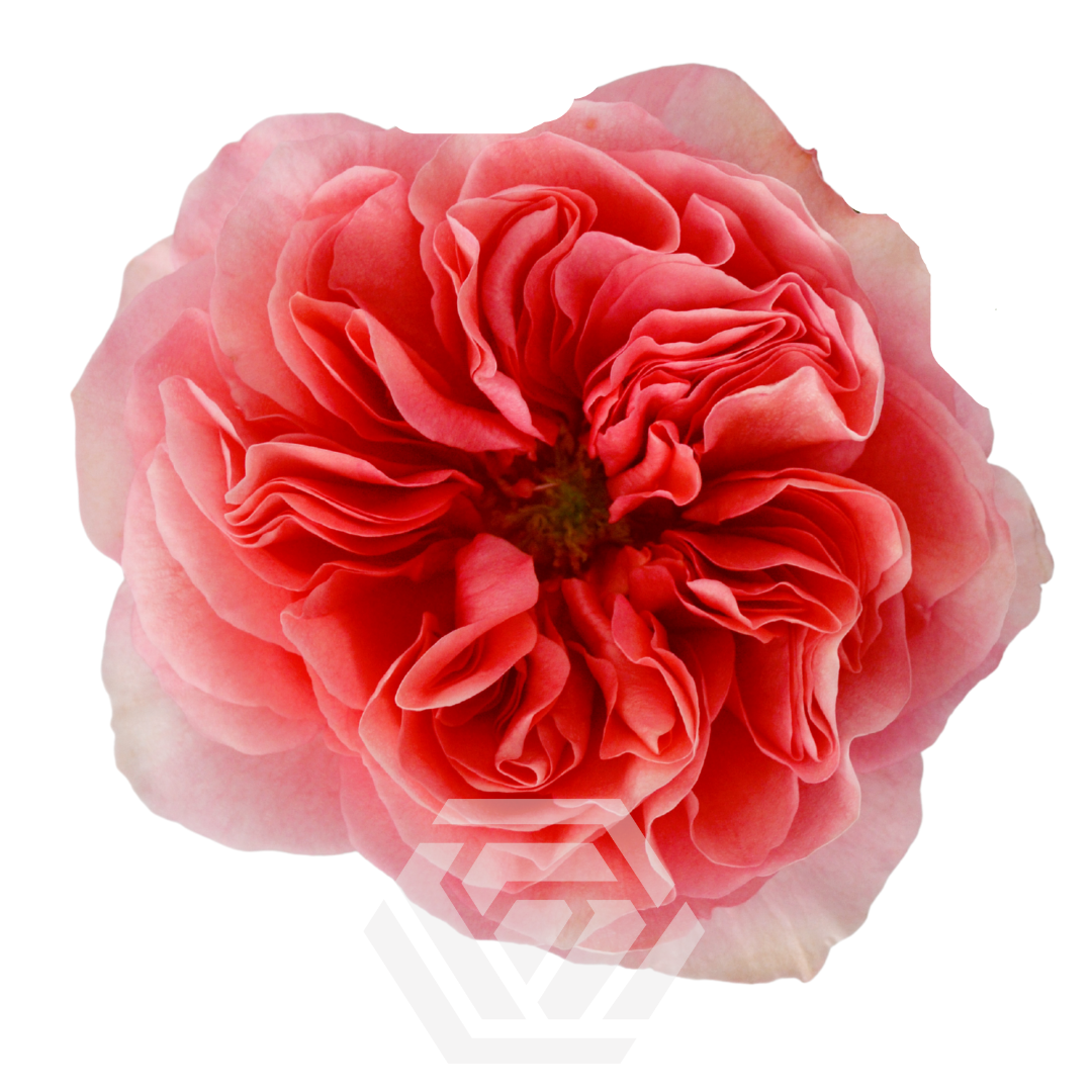 Candy X-Pression - Tessa The Finest Flowers