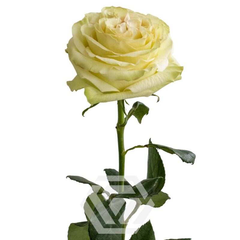Pink X-Pression - Tessa The Finest Flowers