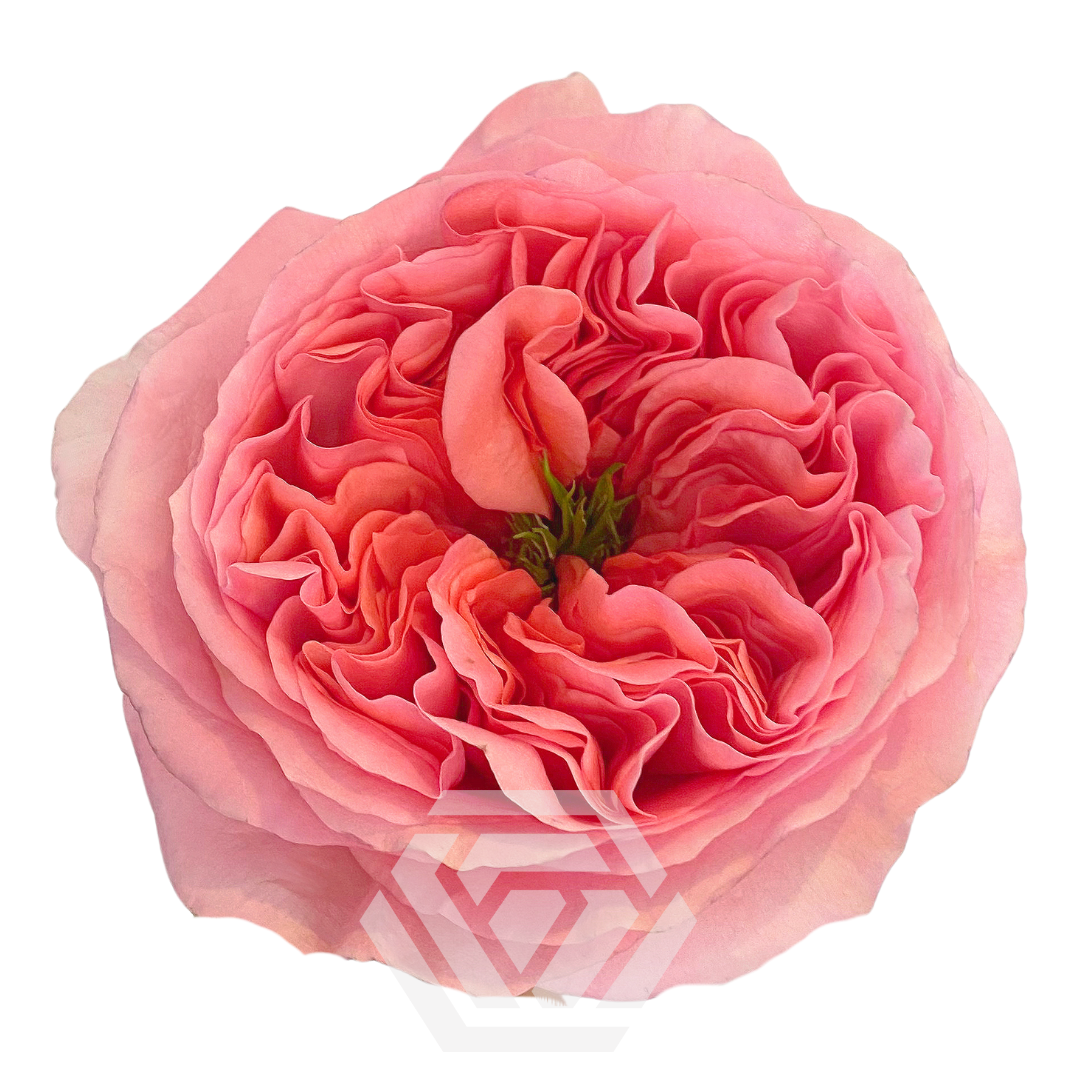 ROSE☆ROSE Pink X-pression – Ecuaplanet Roses