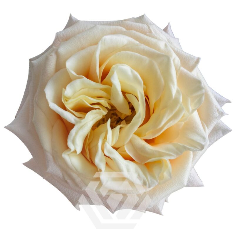 Pink X-Pression - Tessa The Finest Flowers
