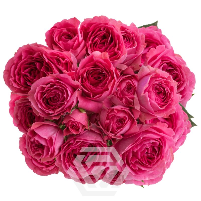 Hot Pink Trendsetter