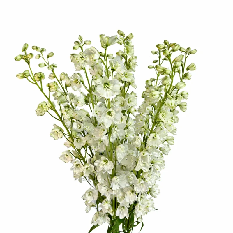 Delphinium Guardian White