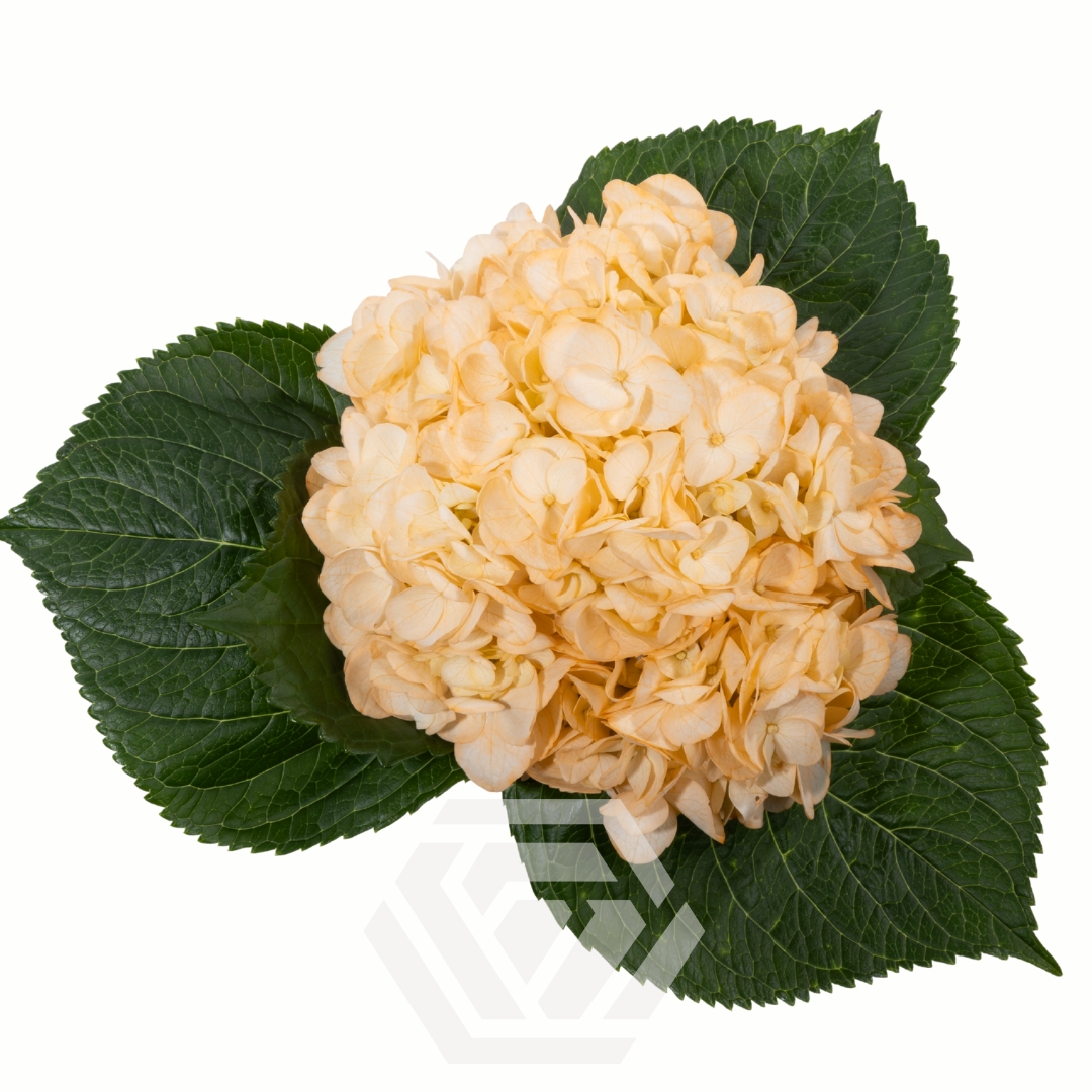 Hydrangea Tinted Light Peach - Tessa The Finest Flowers