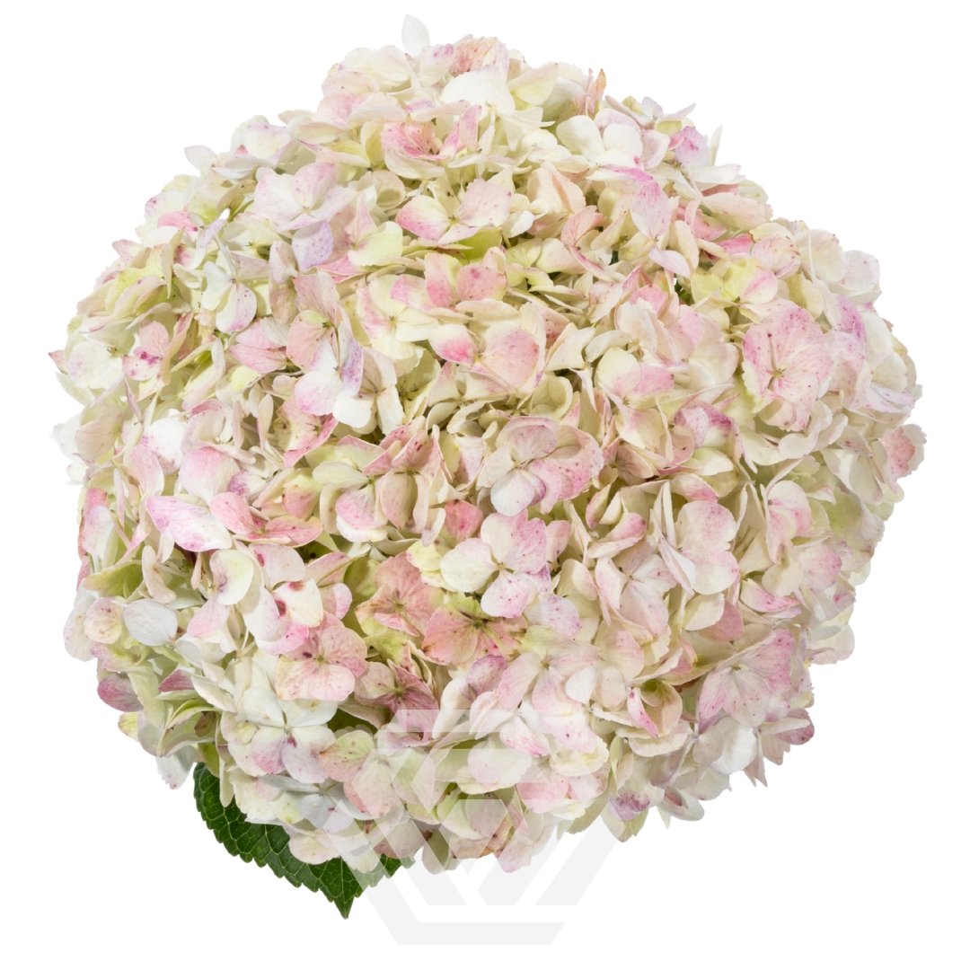 専用^_^新品未開封品hydrangea様バラメモまとめ売り hydrangea様♥新作バラメモ - メルカリ