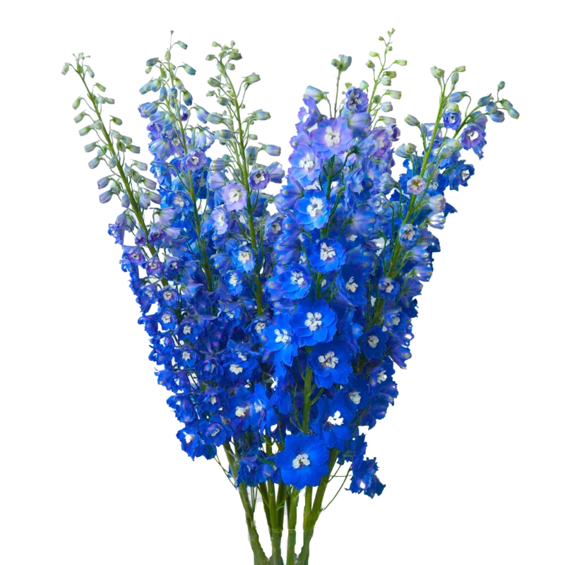 Delphinium Sea Waltz