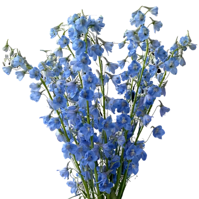 Delphinium Sky Waltz