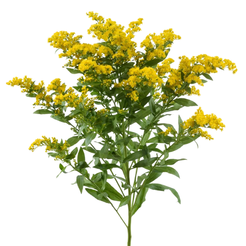 Solidago Golden Glory