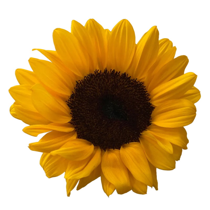 Sunflower Vincent’s