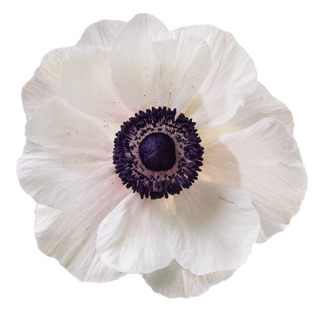 Mistral Panda Mistral Panda Blush - Tessa The Finest Flowers