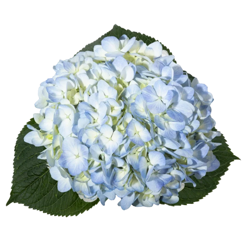 Hydrangea Premium Blue