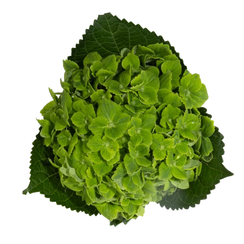 Hydrangea Mini Emerald