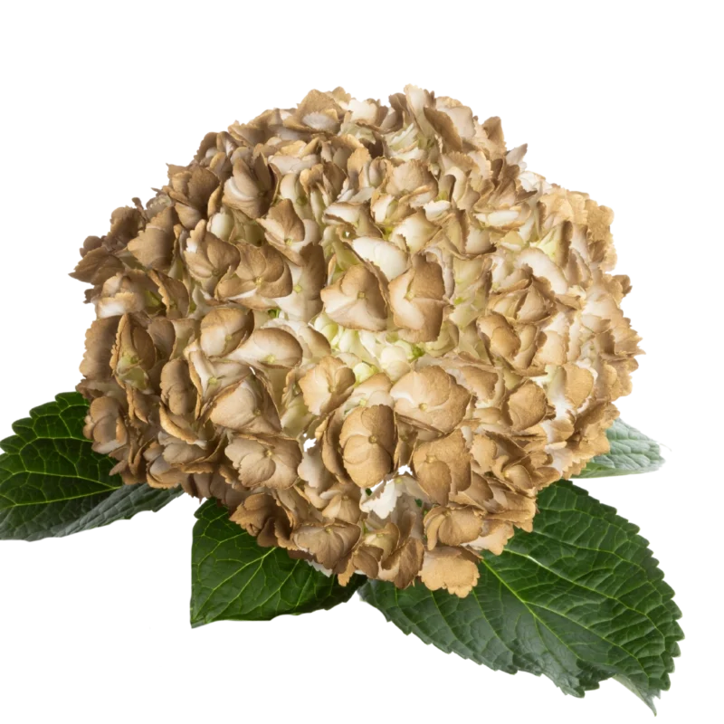 Hydrangea Tinted Gold