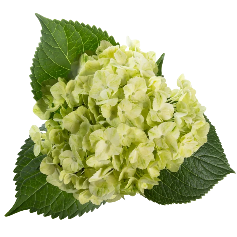 Hydrangea Premium Lemon