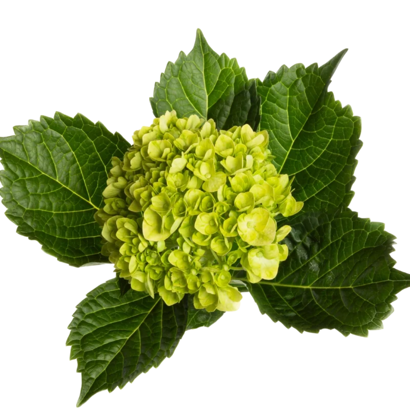 Hydrangea Mini Lemon
