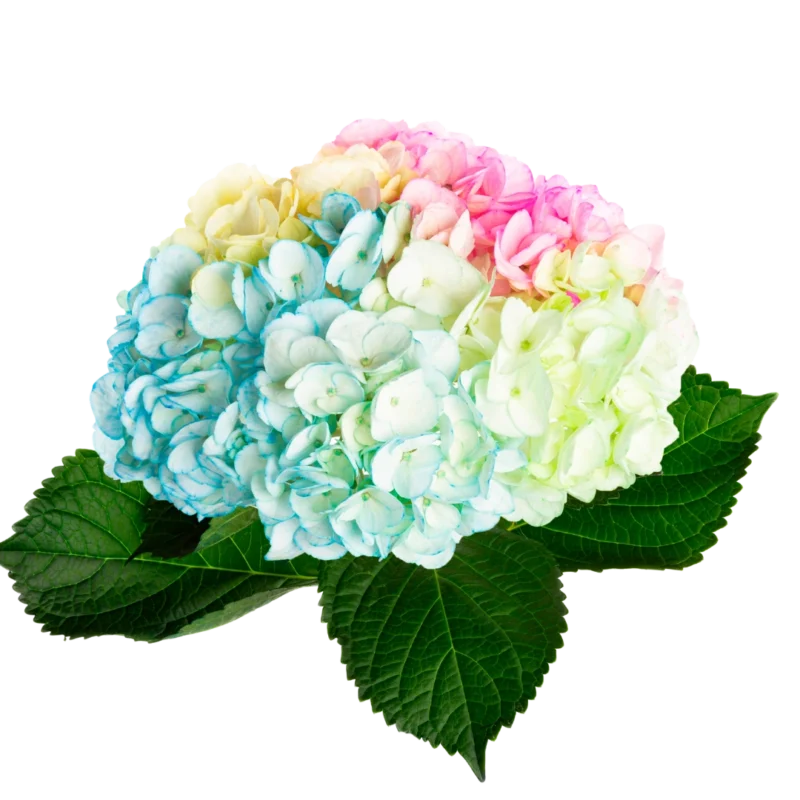 Hydrangea Tinted Rainbow