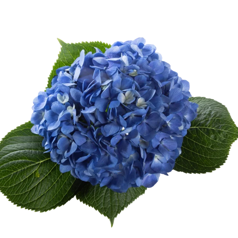 Hydrangea Shocking Blue