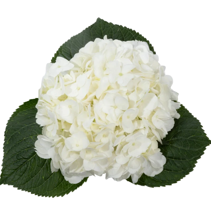 Hydrangea Premium White