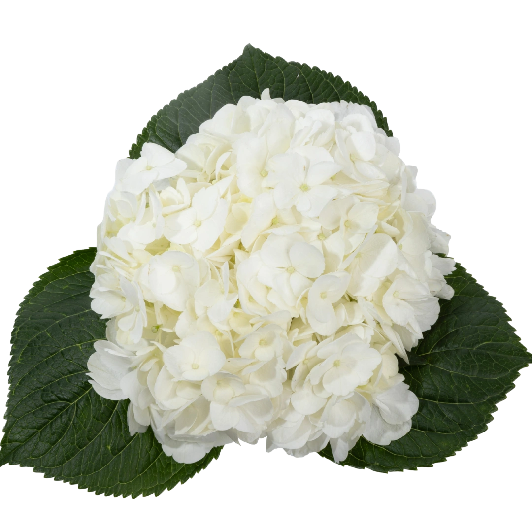 Hydrangea Premium White - Tessa The Finest Flowers