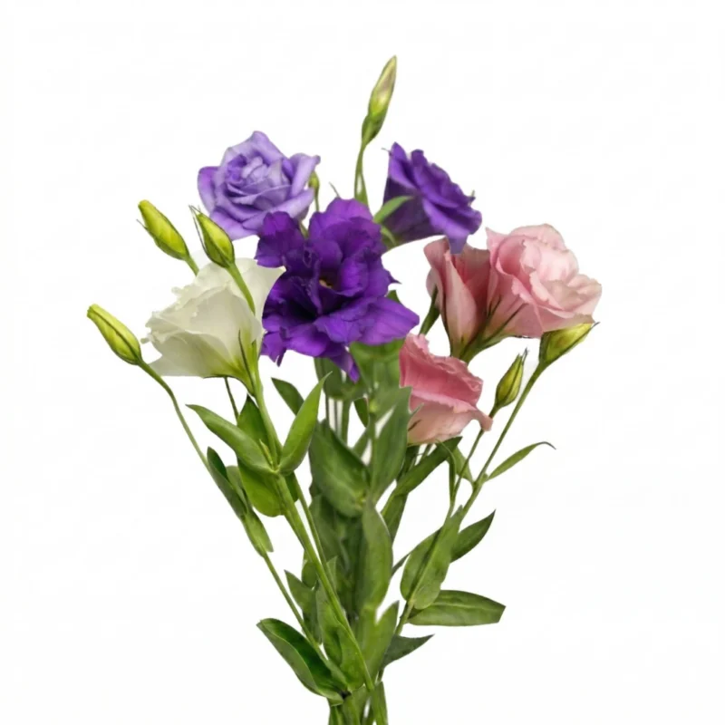 Lisianthus Assorted